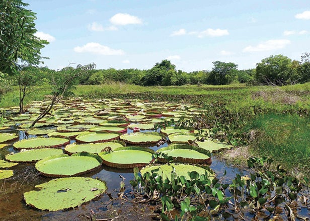 Guyana