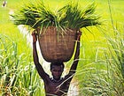 The timeless life: A villager transports the harvest in Mozambique.