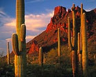 Tall, silent types: saguaros in Organ Pipe Cactus National Monument, Arizona