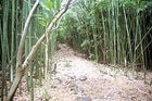 A bamboo forest near Wailua Falls, Maui