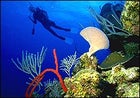 Into the Caribbean's clear blue wonders