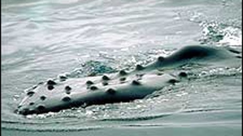 Snout of a breaching humpback whale