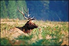 The magnificent elk, best seen during the September rutting season