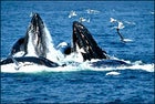 Humpback whales breach the surface to feed