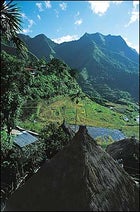 Scenes from Shangri-la: the rice terraces of the Philipinnes.