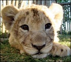 Lion cub in South Africa