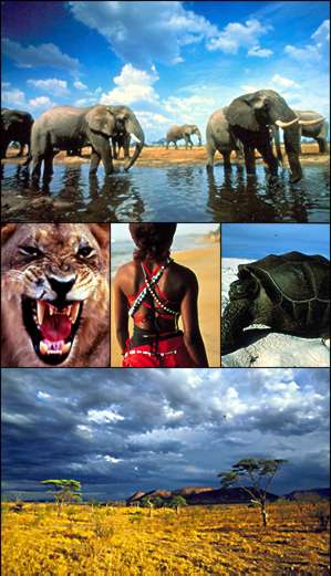 Down at the old watering hole: African elephants in Chobe National Park, Botswana; Zambian lion, Senegalese beachwear, Aldabra giant tortoise; acacia trees in the Serengeti