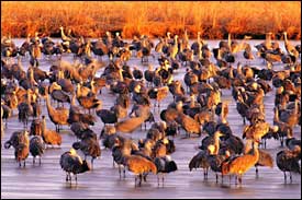 Fowl play: sandhill cranes in the Platte River near Kearney, Nebraska