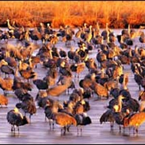 Fowl play: sandhill cranes in the Platte River near Kearney, Nebraska