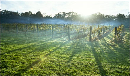 South Australia's Wine Country