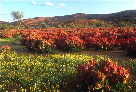 Flinders Ranges