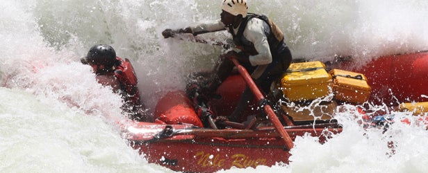 Silverback rapid on the Nile