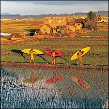 Red Island Revival