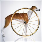 Campagnolo Shamal Ultra