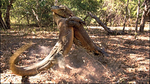 Discovery's Life TV series