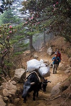 Hiking Nepal Tengboche Monastery