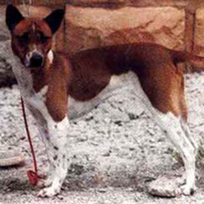 Telomian rare dog breeds