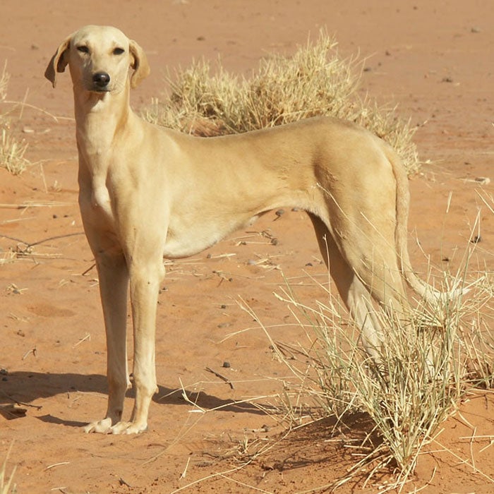 azawakh rare dog breeds