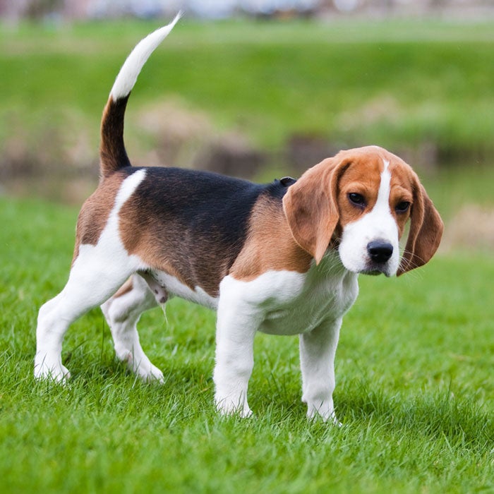 beagle most popular