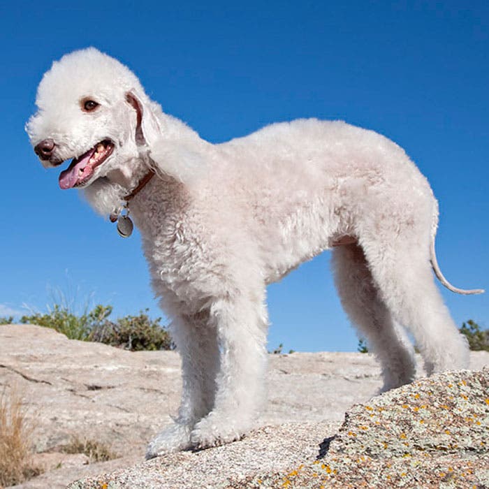 bedlington terrier rare dog breeds