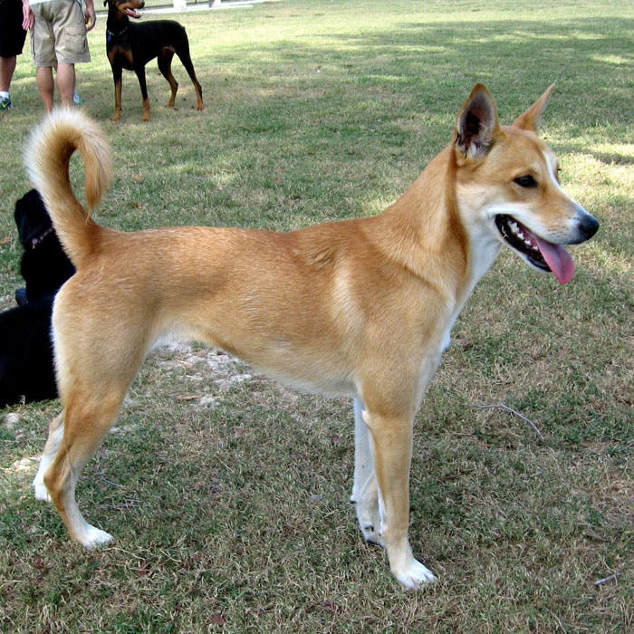 carolina dog rare dog breeds