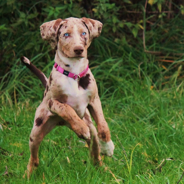 10 rarest dog breeds in 2024 the world