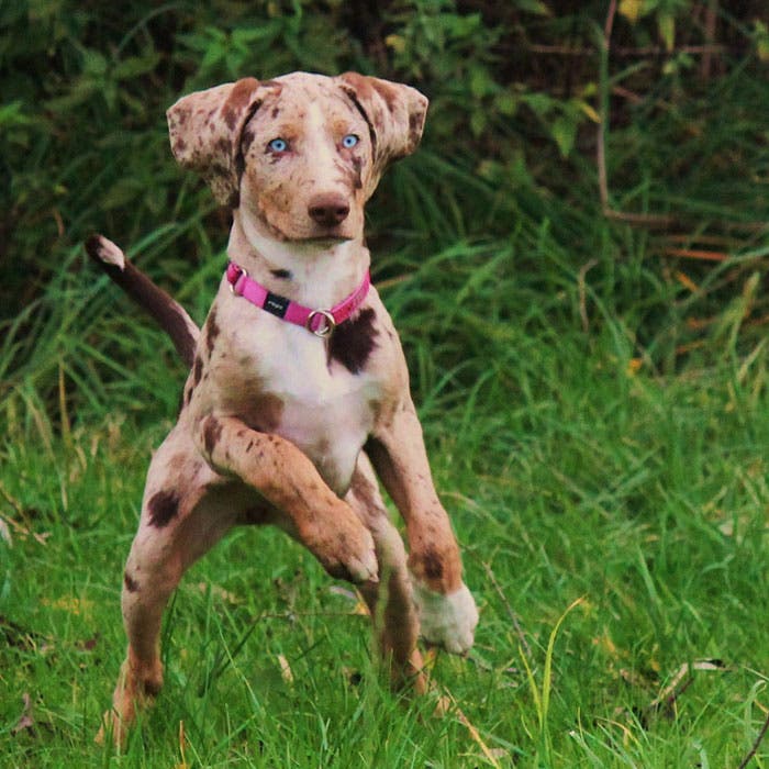 catahoula leopard dog rare dog breeds