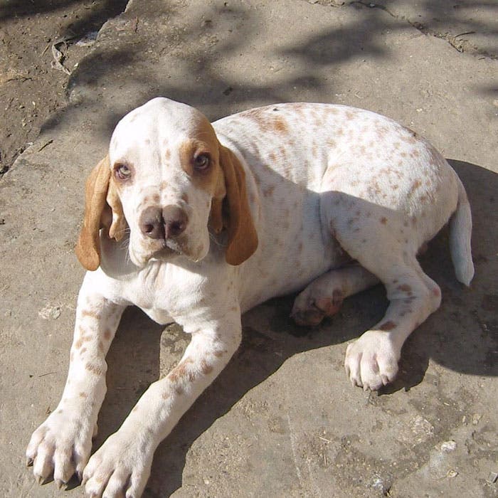 catalburun rare dog breeds