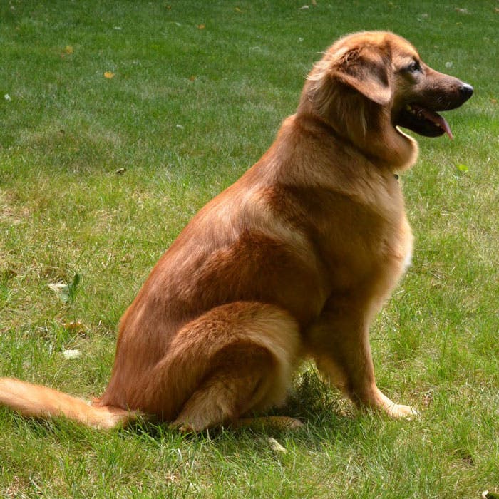 Chinook rare dog breeds