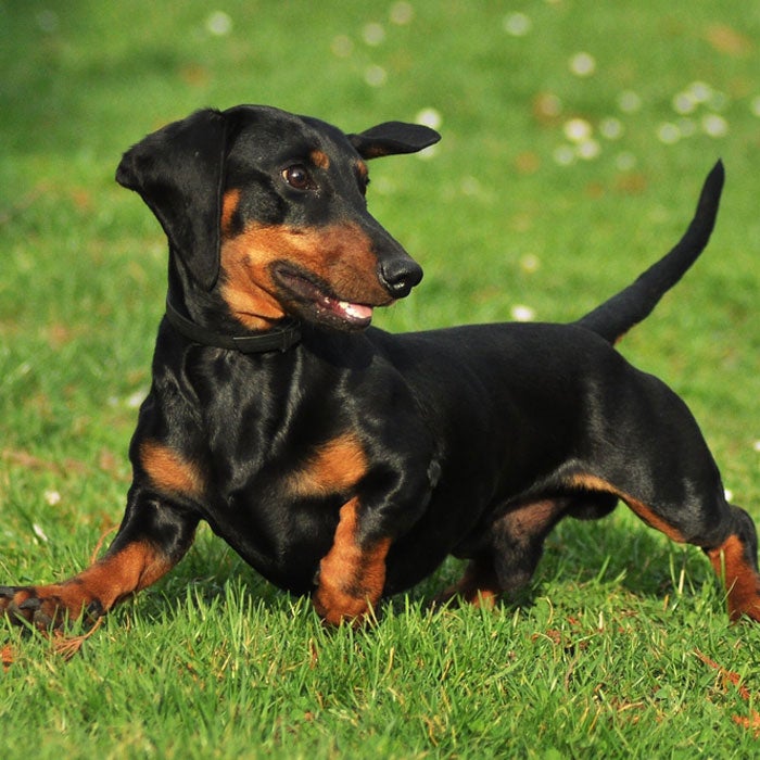 10. Dachshund