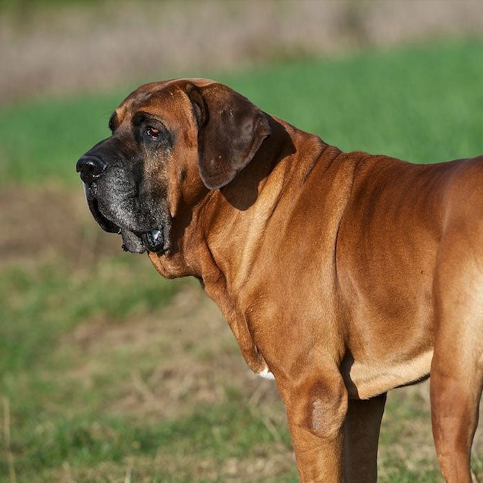 Mastiff Puppy. Mastiff Brasileiro Também Conhecido Como Fila