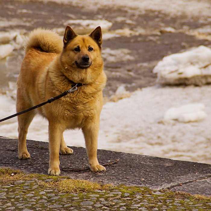 finnish spitz rare dog breeds