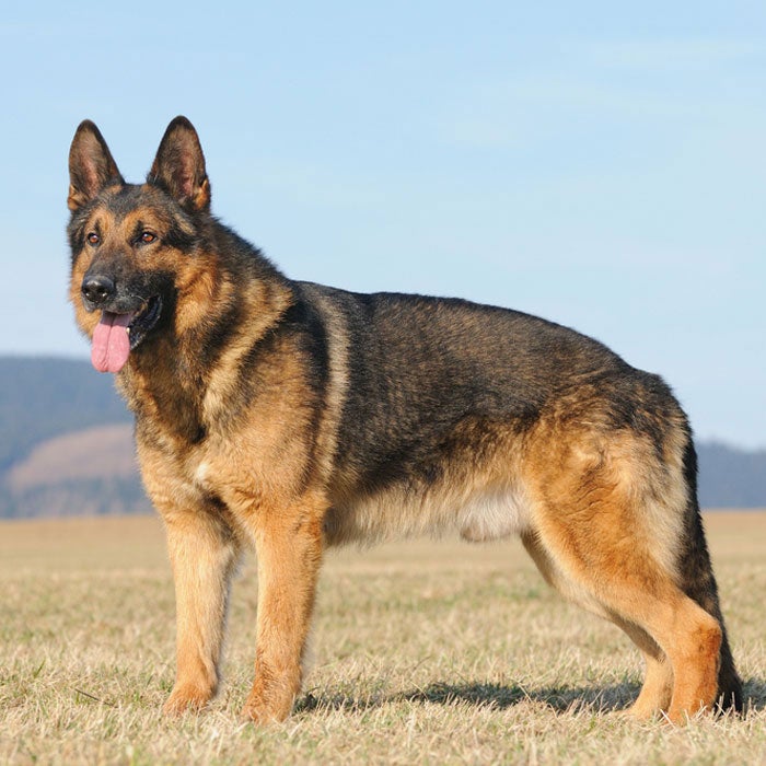 german shepherd most popular