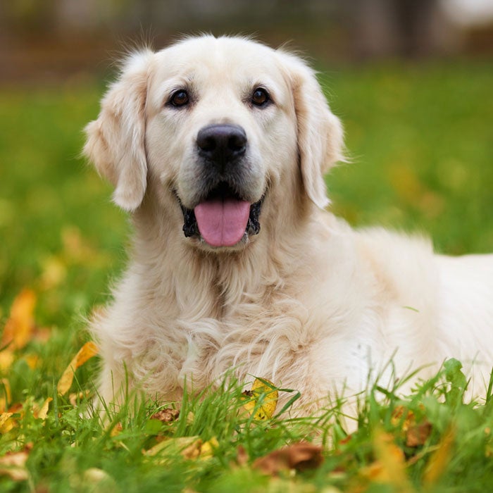 golden retriever most popular