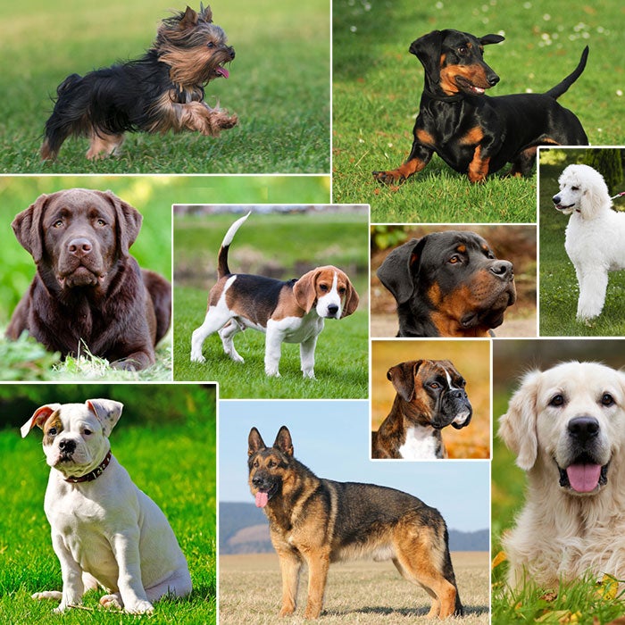 types of dogs with names