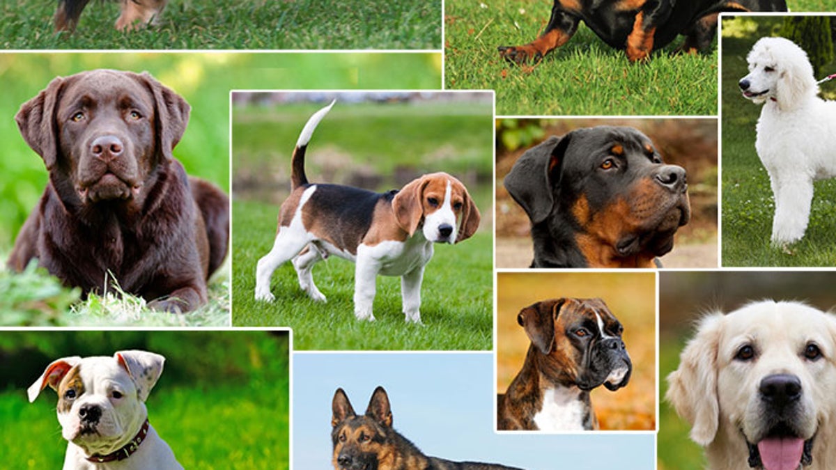 The Most Popular Dog Breeds in the U.S.