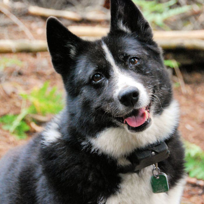 Karelian Bear Dog rare dog breeds