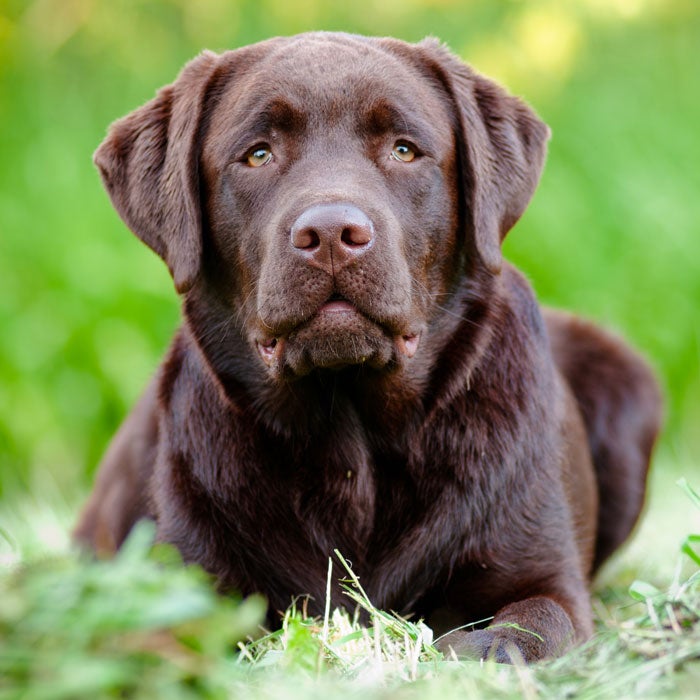 labrador most popular dogs