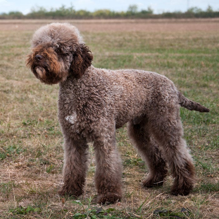 lagotto romagnolo rare dog breeds