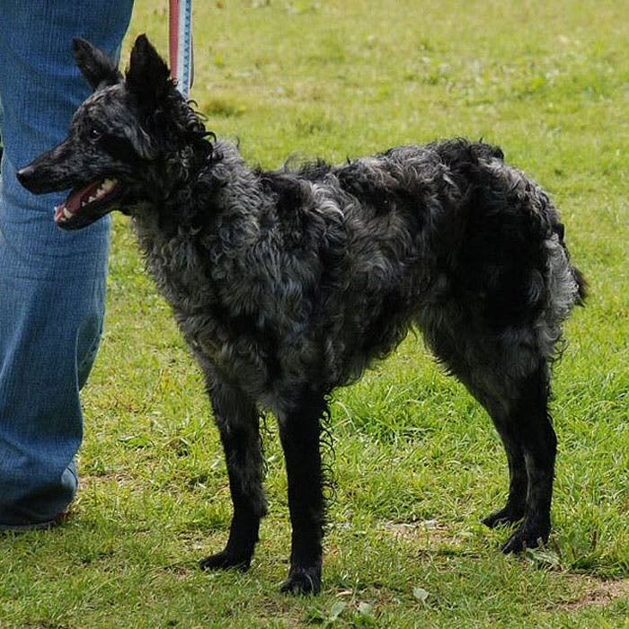 mudi rare dog breeds
