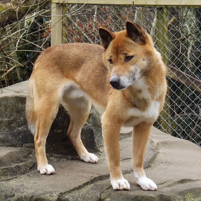 new guinea singing dog rare dog breeds