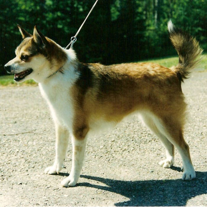 norwegian lundehund rare dog breeds