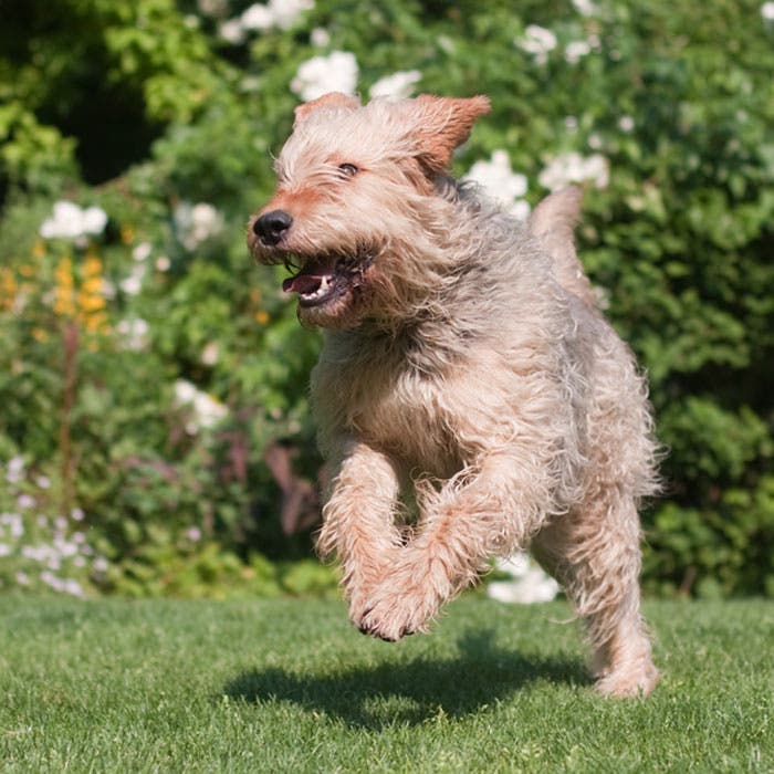 otterhound rare dog breeds