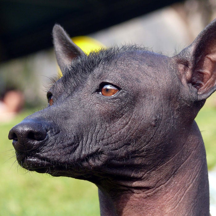 peruvian inca orchid rare dog breeds