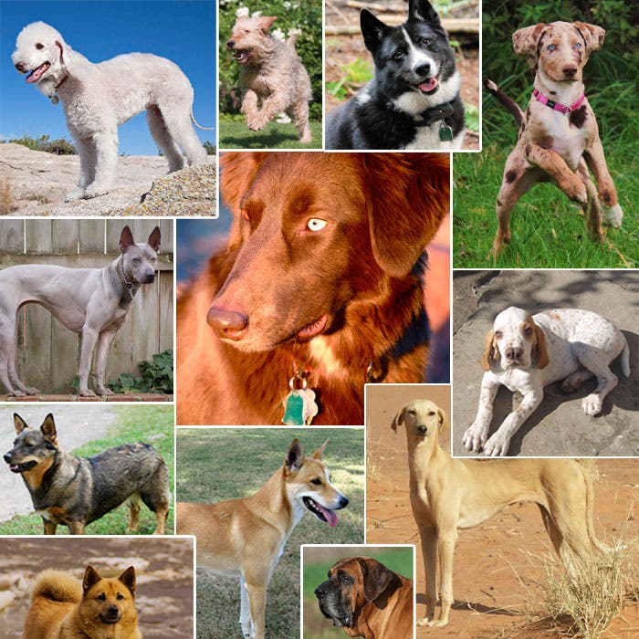rare dog breeds