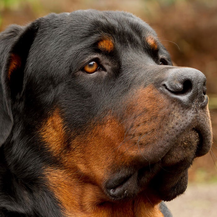 rottweiler most popular