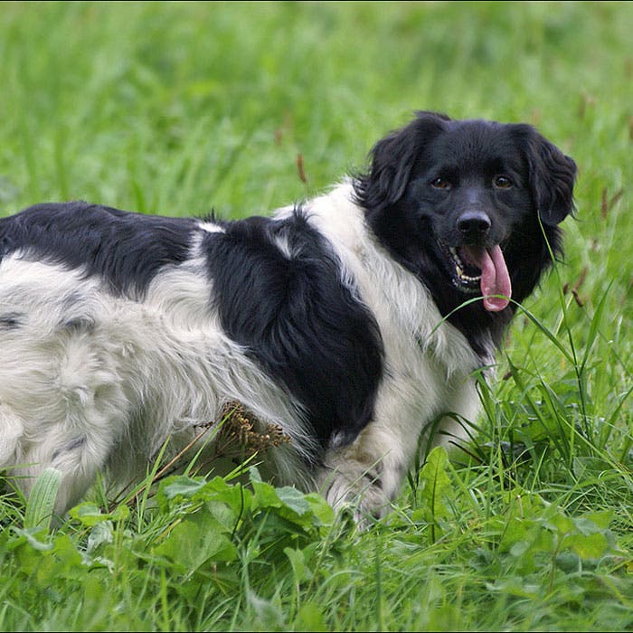 stabyhoun rare dog breeds