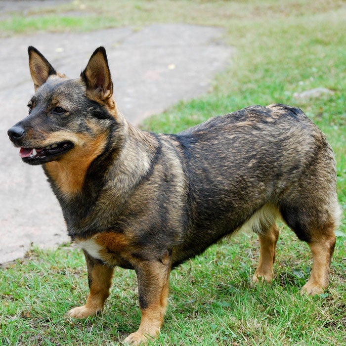 Rare herding dog sales breeds