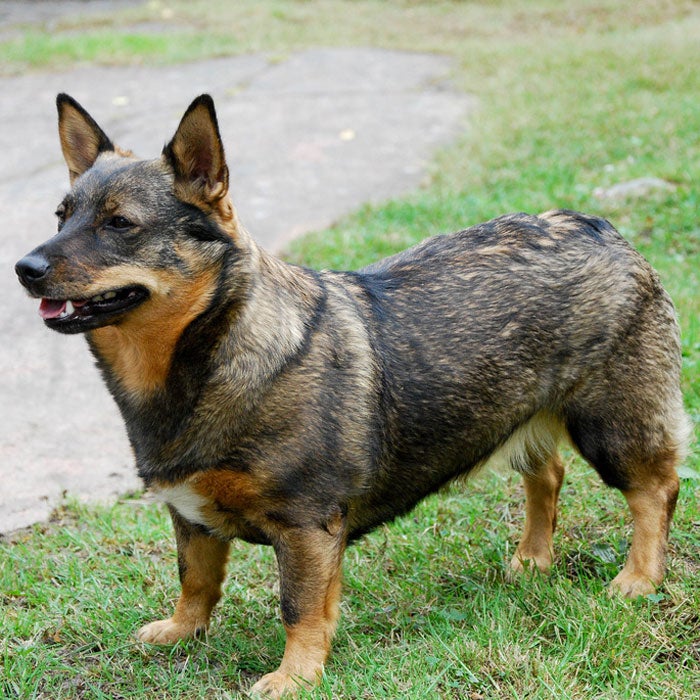 swedish vallhund rare dog breeds