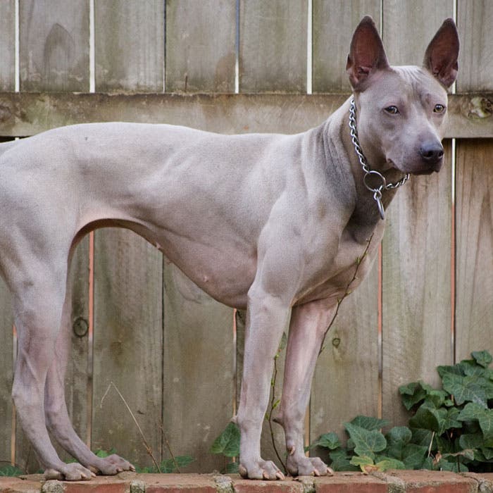 thai ridgeback rare dog breeds
